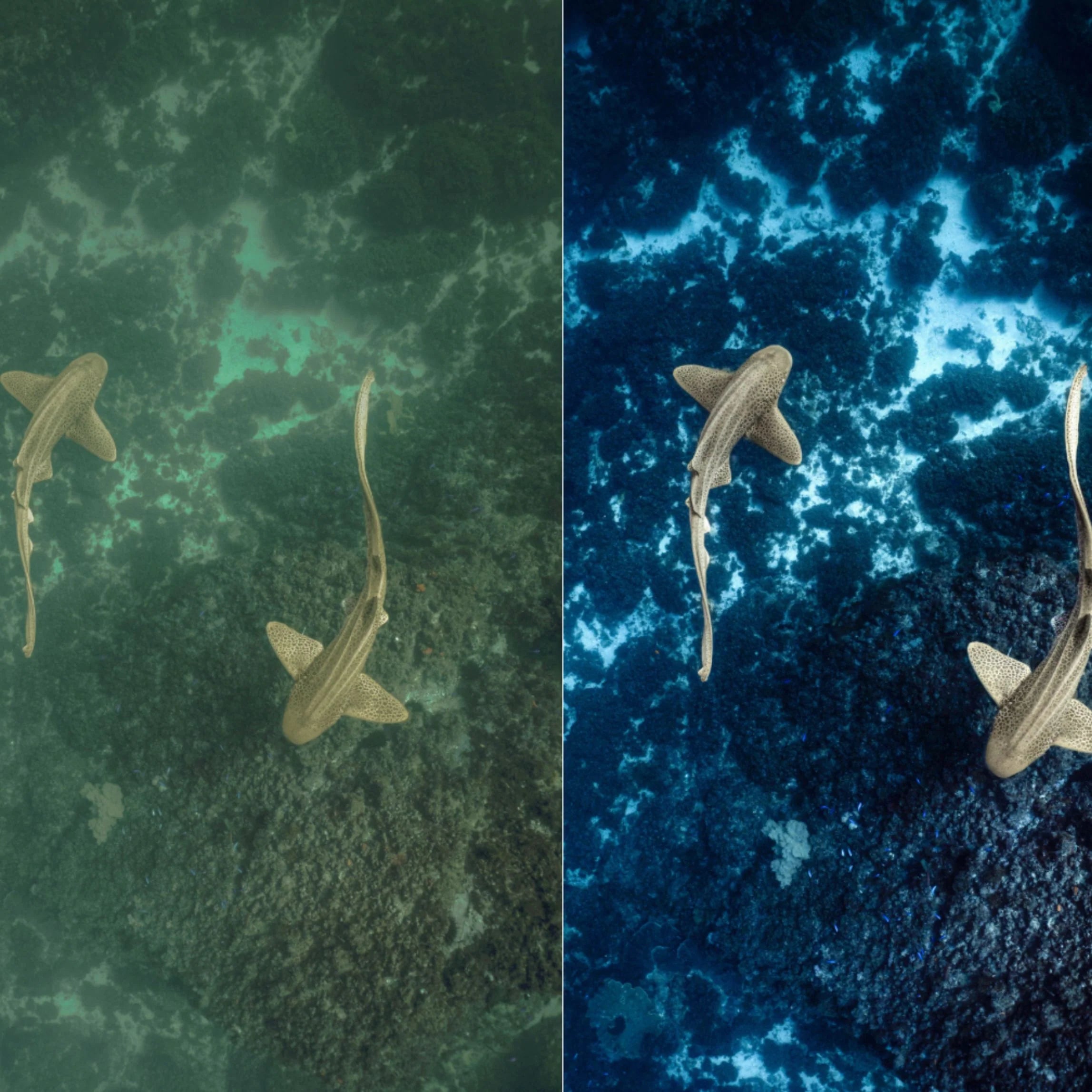 The Ultimate Underwater Photo Presets